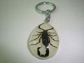 Insect key rings