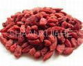 Wolfberry Extract Powder 1