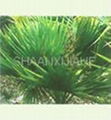 Saw Palmetto FruiT Extract Powder