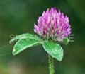 Red Clover Extract Powder 1