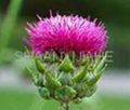 Milk Thistle Extract Powder