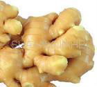 Ginger Extract Powder