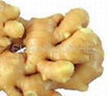 Ginger Extract Powder