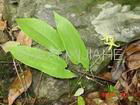 Epimedium Extract Powder