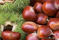 chestnut,red kidney beans,green mung beans