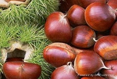 chestnut,red kidney beans,green mung