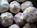 normal  garlic 1