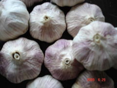 normal  garlic