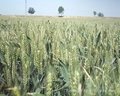 高能量小麥增產素