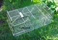 Live  Rat catch Trap