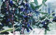 Sweetberry Anthocyanin