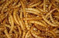 dried mealworm 1