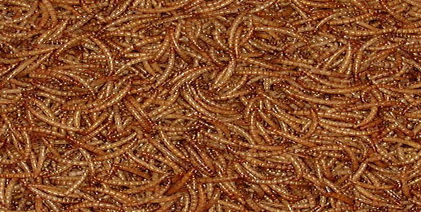 dried mealworm 2