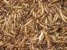 dried supermealworm