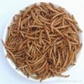 dried mealworms 1