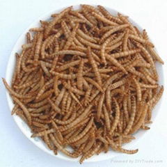 dried mealworms