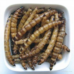 dried supermealworm