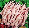 Chicken feet 1