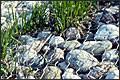 gabion box 4