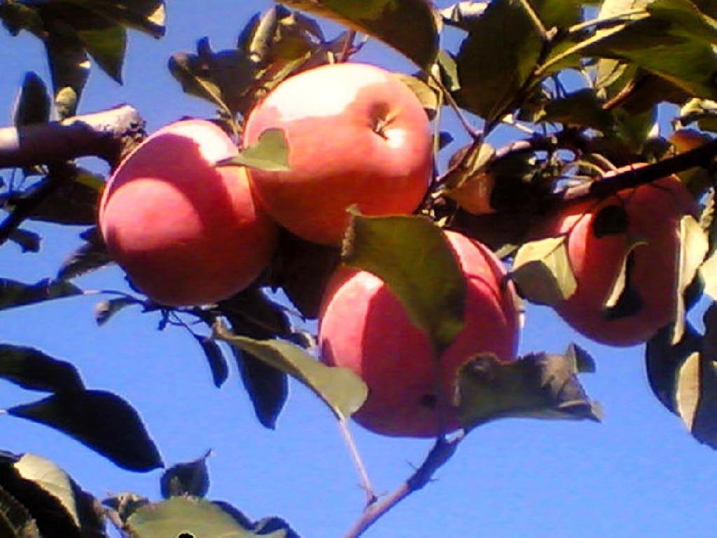 红富士苹果 2