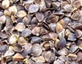 buckwheat hull