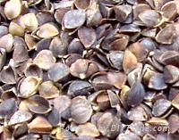 buckwheat hull