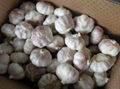 Normal white Garlic 1