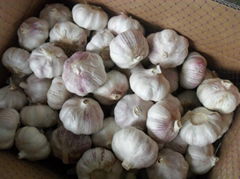 Normal white Garlic