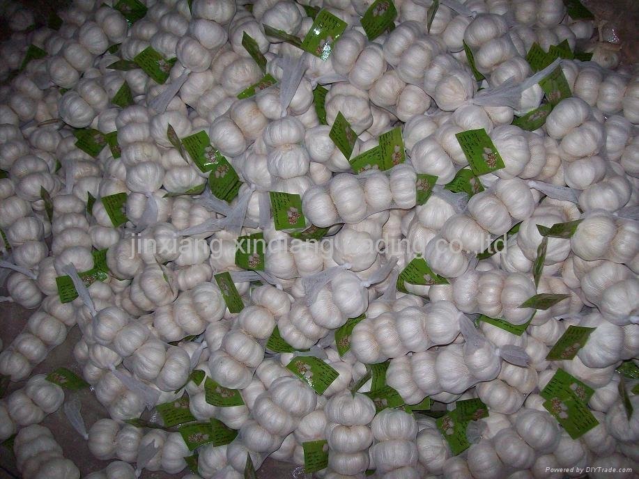 Fresh Garlic - 3.0cm - 6.5cm - globalgarlic (China Manufacturer