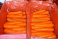 Fresh Carrots 1