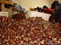 chinese chestnut 1