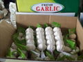 fresh garlic 2