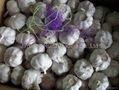 Chinese Fresh Garlic,Garlic,White Garlic,Fresh Garlic,Regular Garlic