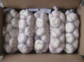 garlic chinese from shandong garlic producer 1