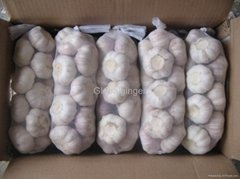 garlic chinese from shandong garlic producer