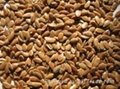 Sell Flax seed,Linseeds