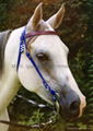 horse bridle -TPU horse bridle 2