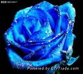 供蓝色玫瑰专用上色胶水 2