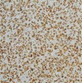 Terrazzo floor tiles 2