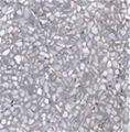 Terrazzo floor tiles 4