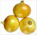 fresh onion 1