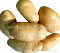 fresh potato 1