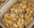 Chinese fresh ginger 1