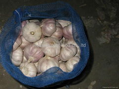 Normal white garlic