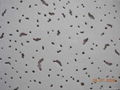 mineral fiber ceiling board