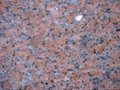Polished G562 maple red granite tiles dark color 1