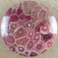 Red Coral Fossil Cab Cabochon 2