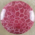 Red Coral Fossil Cab Cabochon 3