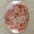 Red Coral Fossil Cab Cabochon 4