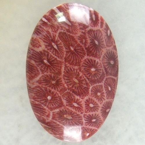 Red Coral Fossil Cab Cabochon 5
